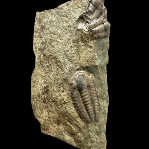 Trilobit Ellipsocephalus hoffi – Jince, ČR