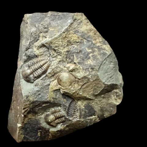 Trilobit Ellipsocephalus hoffi – Jince, ČR