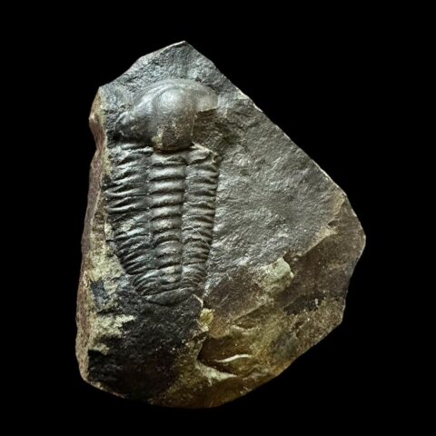 Trilobit Ellipsocephalus hoffi – Jince, ČR