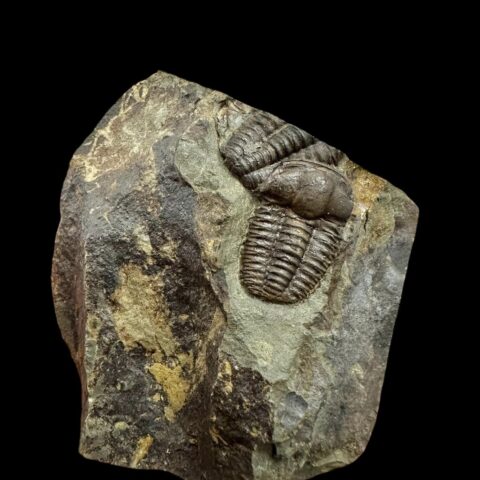 Trilobit Ellipsocephalus hoffi – Jince, ČR