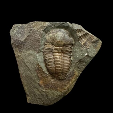 Trilobit Ellipsocephalus hoffi – Jince, ČR