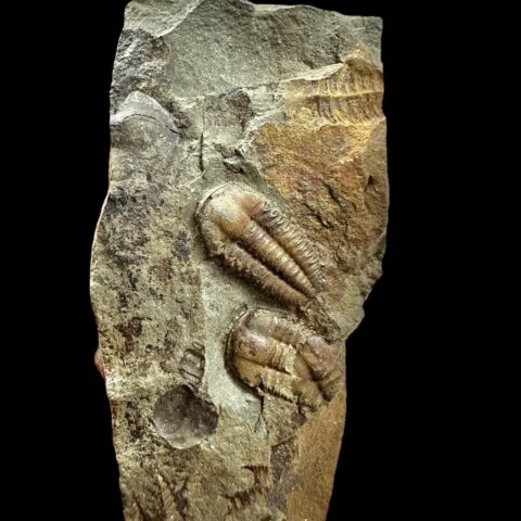 Trilobit Ellipsocephalus hoffi – Jince, ČR
