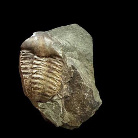 Trilobit Ellipsocephalus hoffi – Jince, ČR