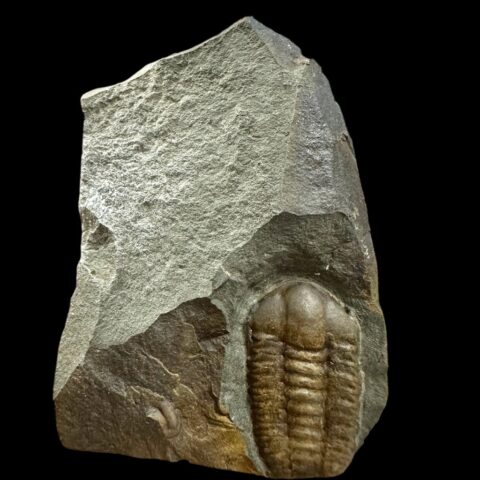Trilobit Ellipsocephalus hoffi – Jince, ČR