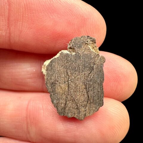 Meteorit Al Haggounia 001 – 1,5g – Západní Sahara