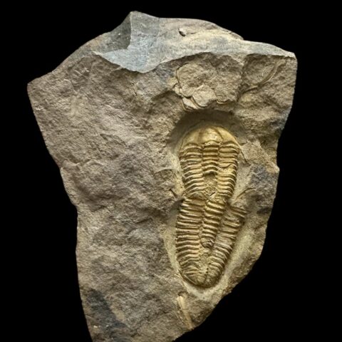 Trilobit Conocoryphe cirina – Rejkovice, ČR
