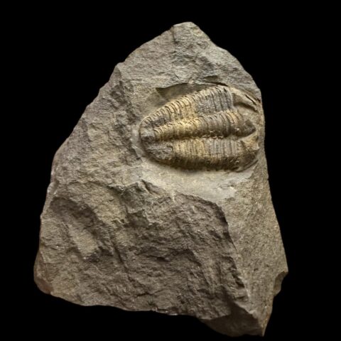 Trilobit Conocoryphe cirina – Rejkovice, ČR