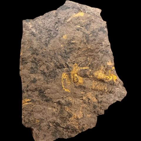 Trilobit Conocoryphe cirina – Rejkovice, ČR
