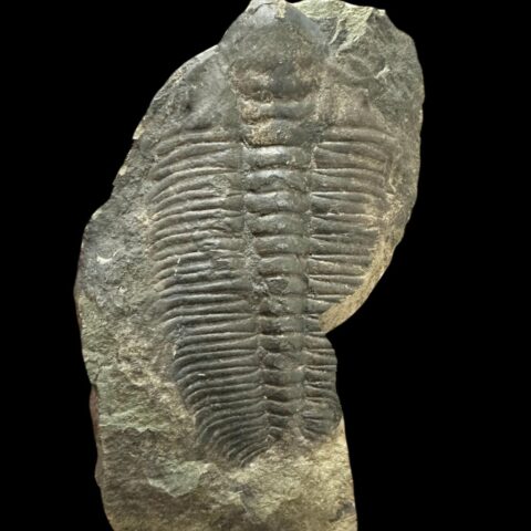 Trilobit Hydrocephalus minor – Jince, ČR