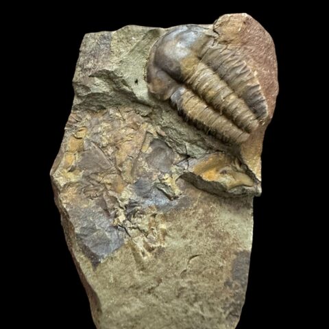 Trilobit Ellipsocephalus hoffi – Jince, ČR