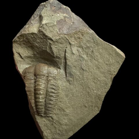 Trilobit Ellipsocephalus hoffi – Jince, ČR