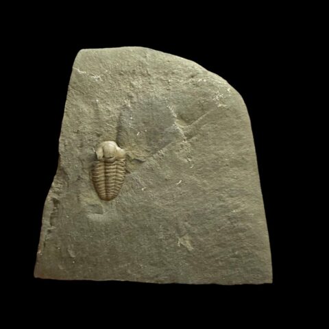 Trilobit Ellipsocephalus hoffi – Jince, ČR