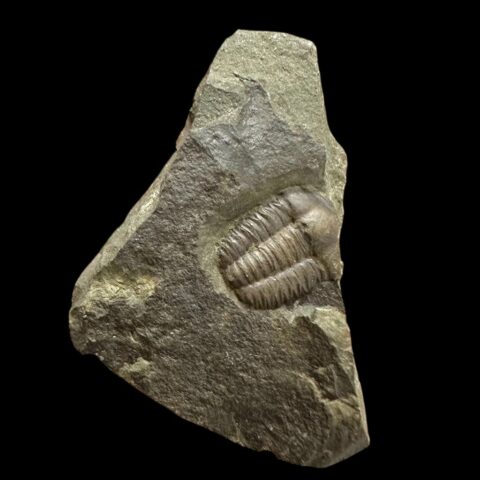 Trilobit Ellipsocephalus hoffi – Jince, ČR