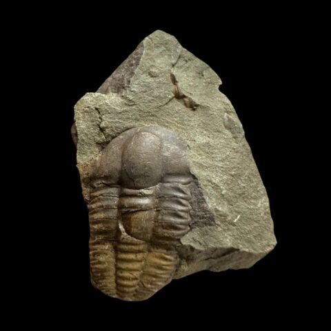 Trilobit Ellipsocephalus hoffi – Jince, ČR