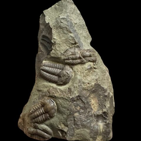 Trilobit Ellipsocephalus hoffi – Jince, ČR