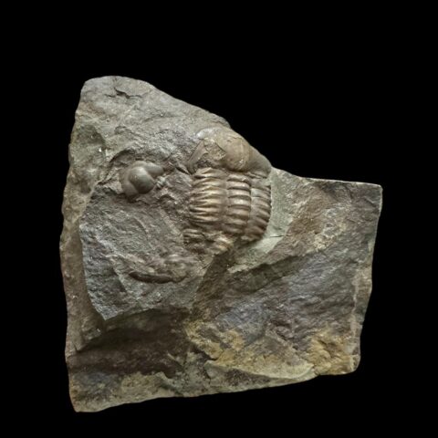 Trilobit Ellipsocephalus hoffi – Jince, ČR