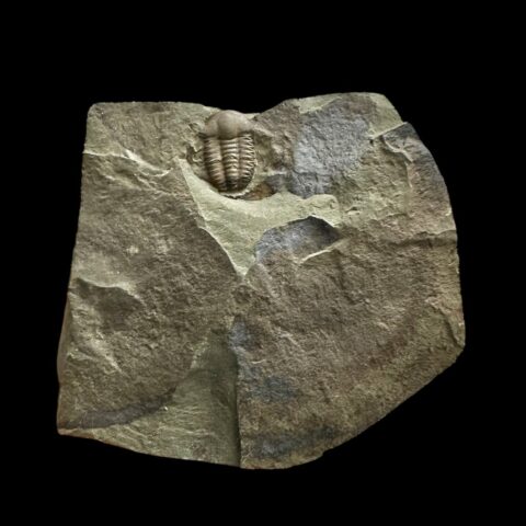 Trilobit Ellipsocephalus hoffi – Jince, ČR