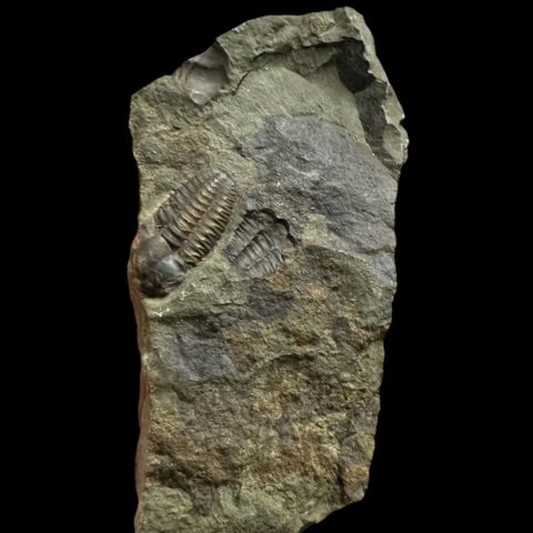 Trilobit Ellipsocephalus hoffi – Jince, ČR