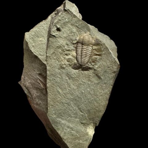 Trilobit Ellipsocephalus hoffi – Jince, ČR