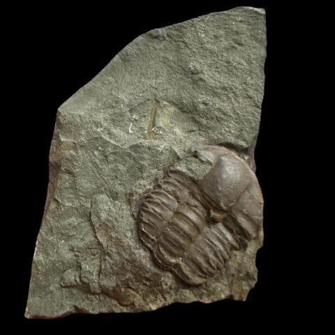 Trilobit Ellipsocephalus hoffi – Jince, ČR