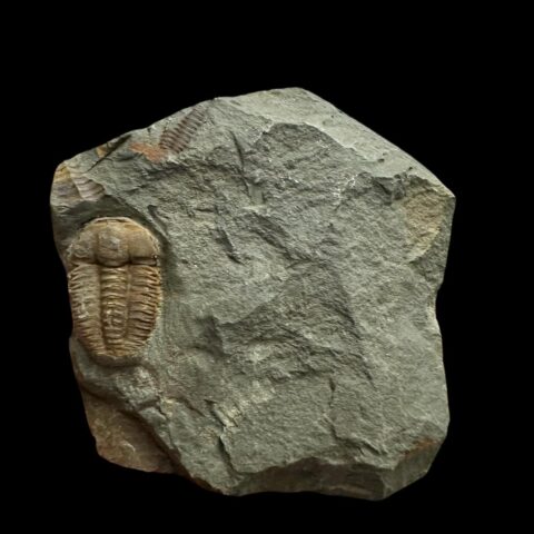 Trilobit Ellipsocephalus hoffi – Jince, ČR