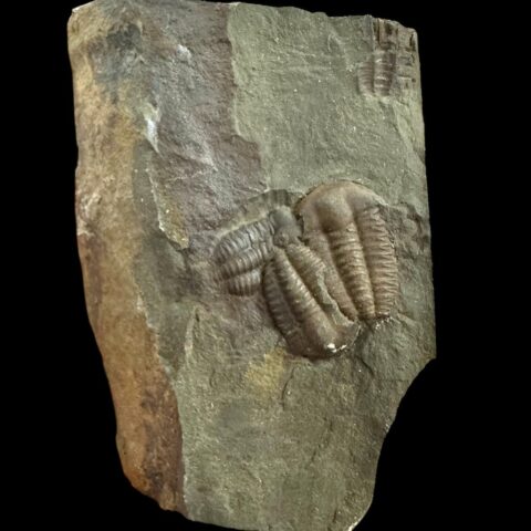 Trilobit Ellipsocephalus hoffi – Jince, ČR