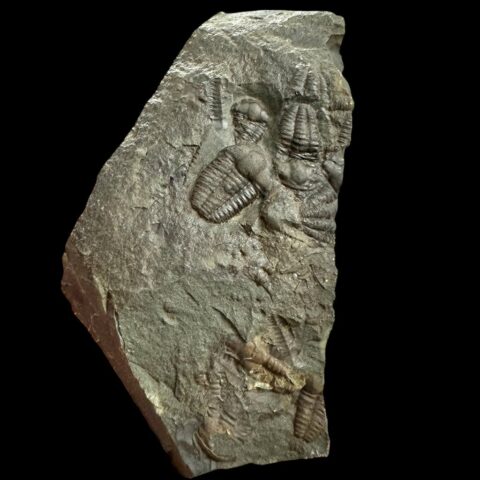Trilobit Ellipsocephalus hoffi – Jince, ČR