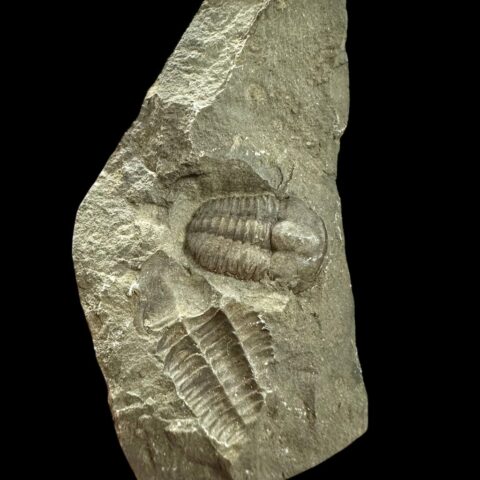 Trilobit Ellipsocephalus hoffi – Jince, ČR