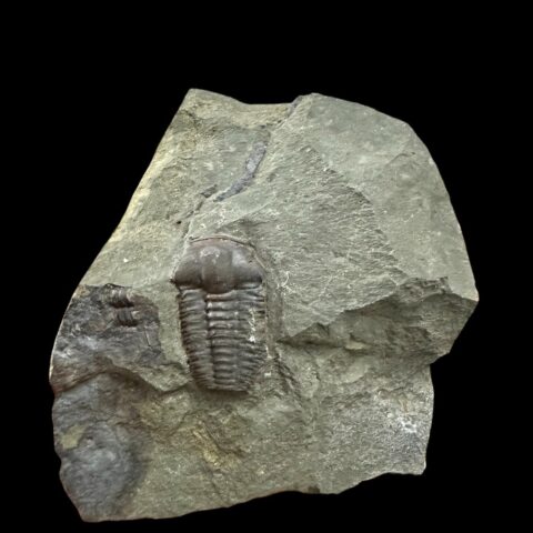 Trilobit Ellipsocephalus hoffi – Jince, ČR