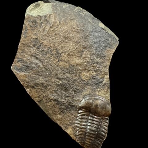 Trilobit Ellipsocephalus hoffi – Jince, ČR