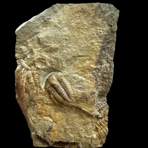 Trilobit Ellipsocephalus hoffi – Jince, ČR