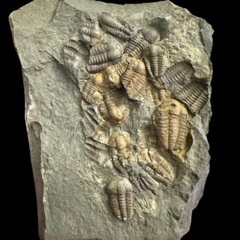 Trilobit Ellipsocephalus hoffi – Jince, ČR