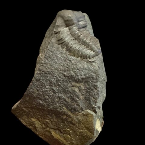 Trilobit Ellipsocephalus hoffi – Jince, ČR