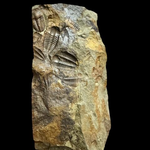 Trilobit Ellipsocephalus hoffi – Jince, ČR