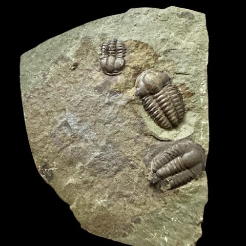 Trilobit Ellipsocephalus hoffi – Jince, ČR