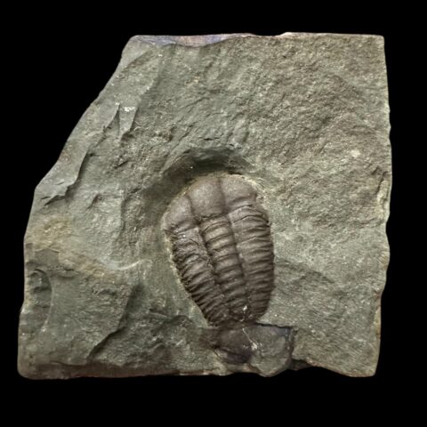 Trilobit Ellipsocephalus hoffi – Jince, ČR