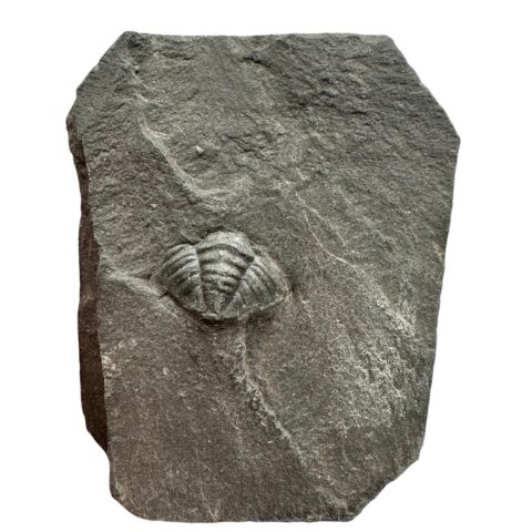 Trilobit Phacopidina quadrata – Brumlovka, Praha, ČR