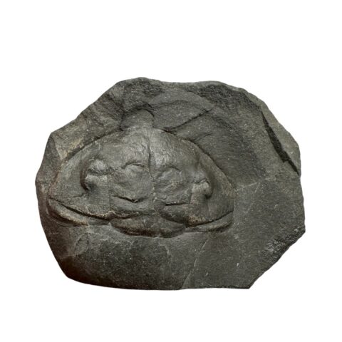 Trilobit Phacopidina quadrata – Brumlovka, Praha, ČR