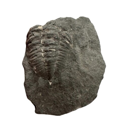 Trilobit Phacopidina quadrata – Brumlovka, Praha, ČR