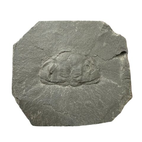 Trilobit Phacopidina quadrata – Brumlovka, Praha, ČR