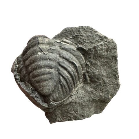 Trilobit Calymenella Media – Malešice – Halda, ČR