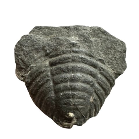 Trilobit Calymenella Media – Malešice – Halda, ČR