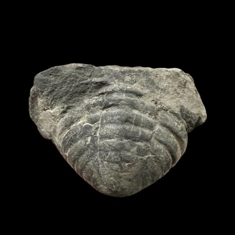 Trilobit Calymenella Media – Malešice – Halda, ČR