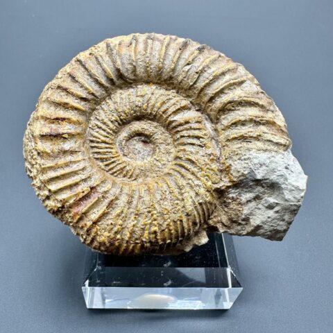 Amonit Orthosphinctes – Böttingen, Německo