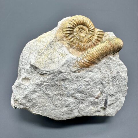 Amonit Orthosphinctes – Böttingen, Německo