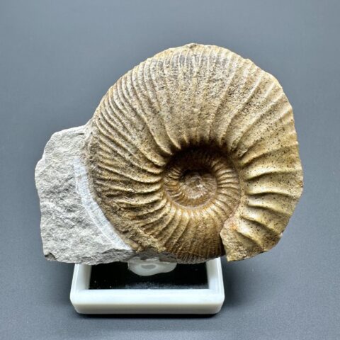 Amonit Pleuroceras  – Staffelstein, Bavorsko, Německo