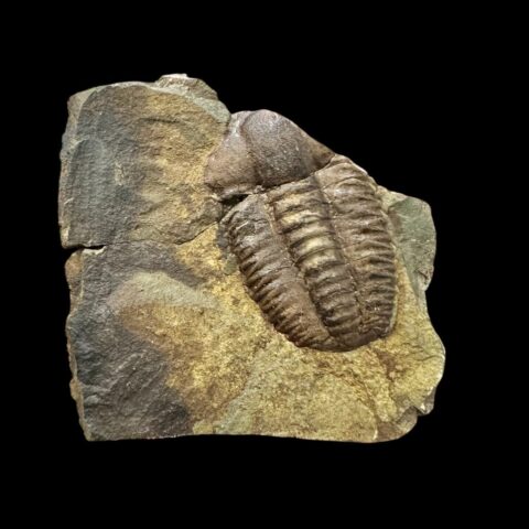 Trilobit Ellipsocephalus hoffi – Jince, ČR