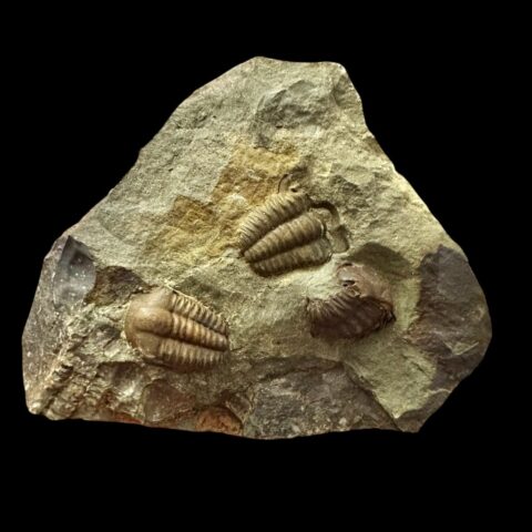 Trilobit Ellipsocephalus hoffi – Jince, ČR