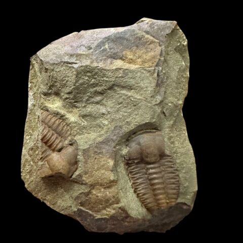 Trilobit Ellipsocephalus hoffi – Jince, ČR
