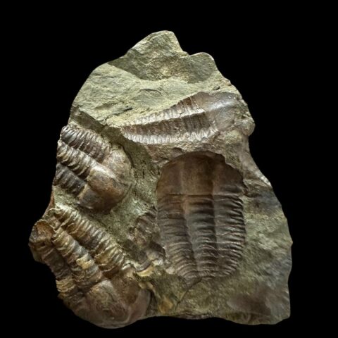 Trilobit Ellipsocephalus hoffi – Jince, ČR